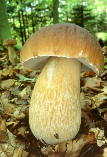 07,Boletus Edulus (22) copy.jpg - Boletus Edulus